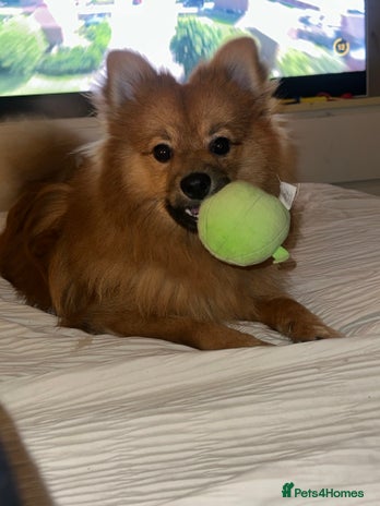 Pomeranian dogs - Advert 4