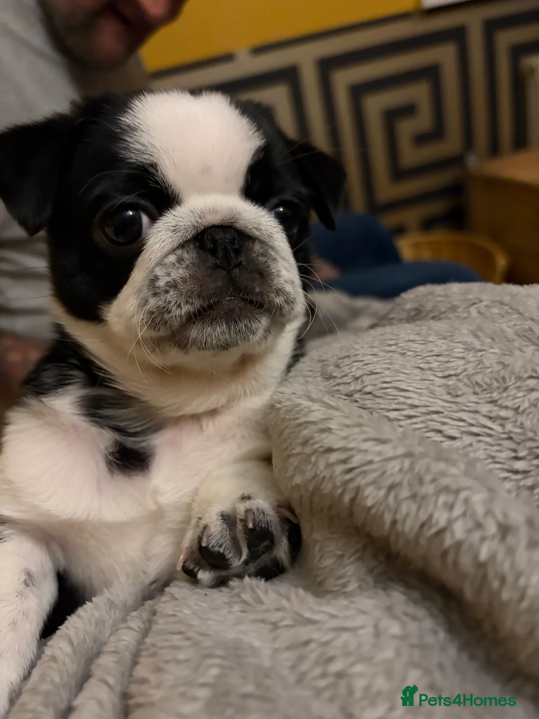 Pug dogs for sale: Beautifull pug pupies looking for a forever sofa in Plymouth - Advert 10