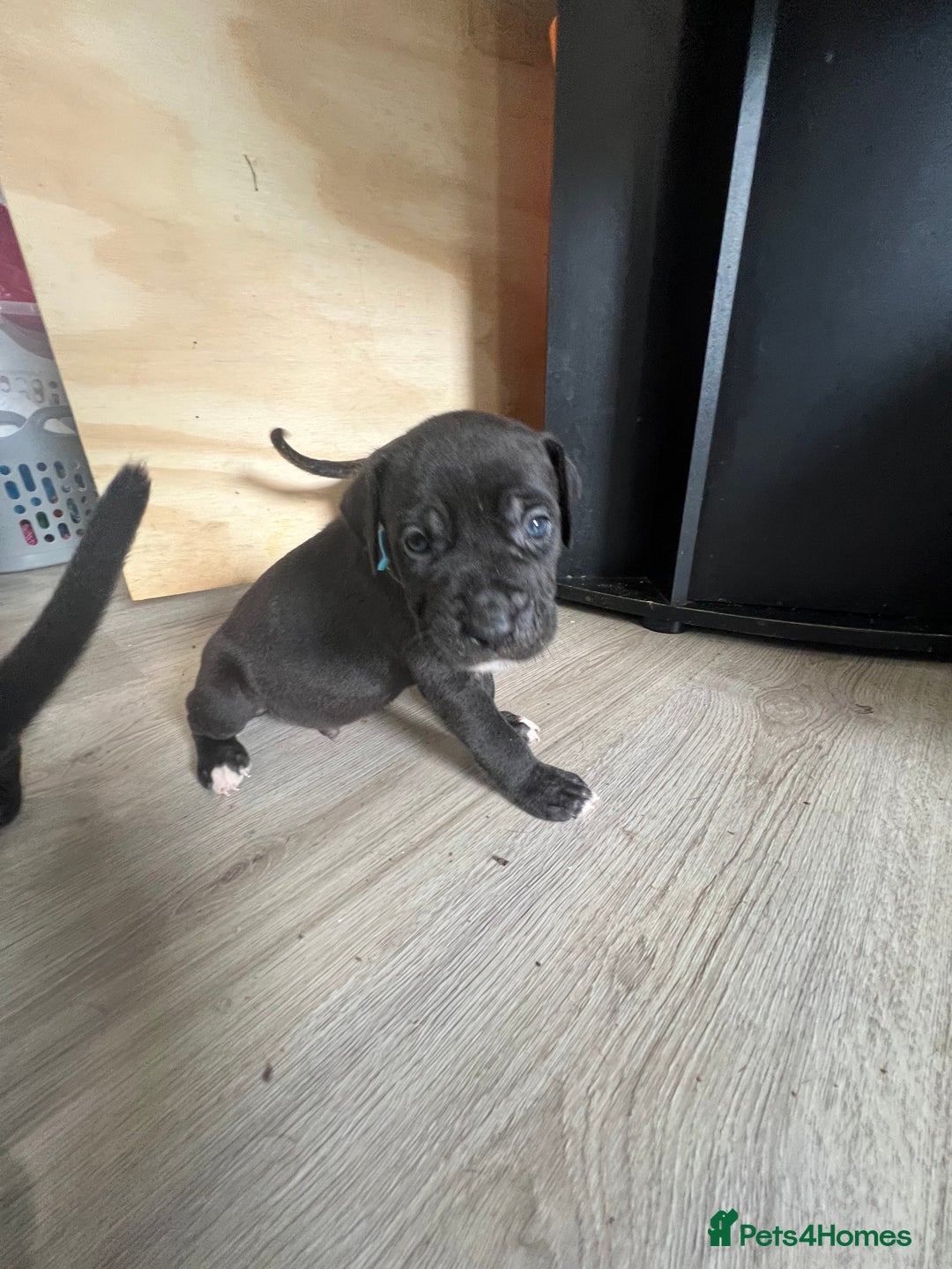 Cane Corso dogs for sale: 10 gorgeous Cane Corso  - Image 7