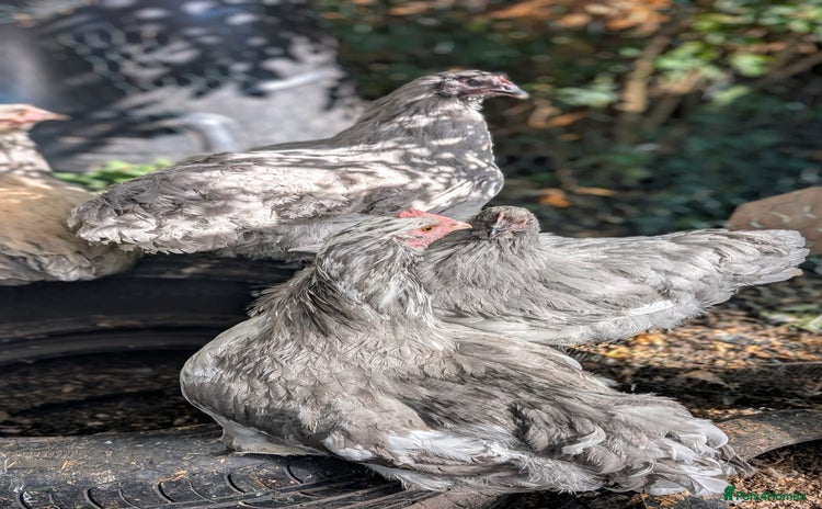 Chickens poultry - Advert 4