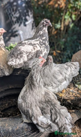 Chickens poultry - Advert 6