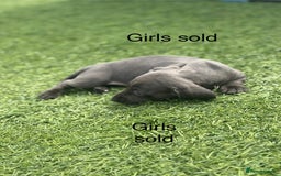 Miniature Dachshund dogs for sale: Beautiful babies - Image 5