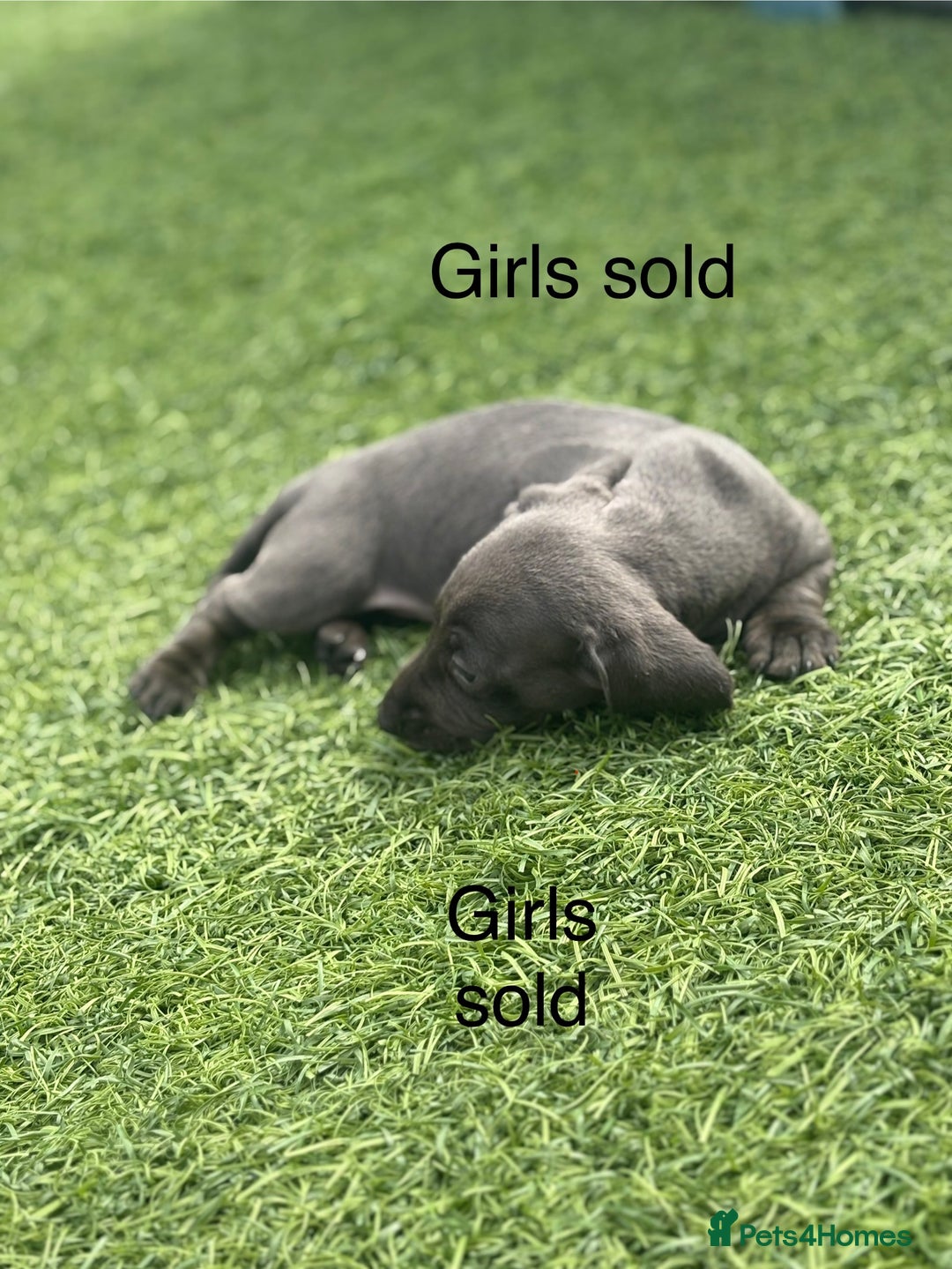 Miniature Dachshund dogs for sale: Beautiful babies - Image 5