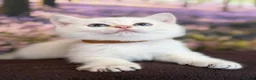 British Shorthair cats for sale: British Shorthair golden blue eyed kittensGCCF - Advert 11
