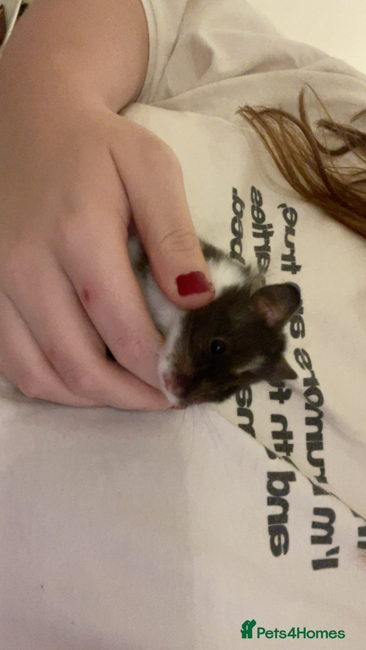 Hamster rodents syrian hamster to rehome - Advert 1