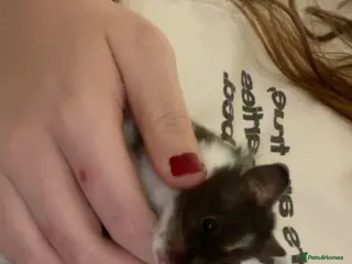 Hamster rodents syrian hamster to rehome - Advert 1