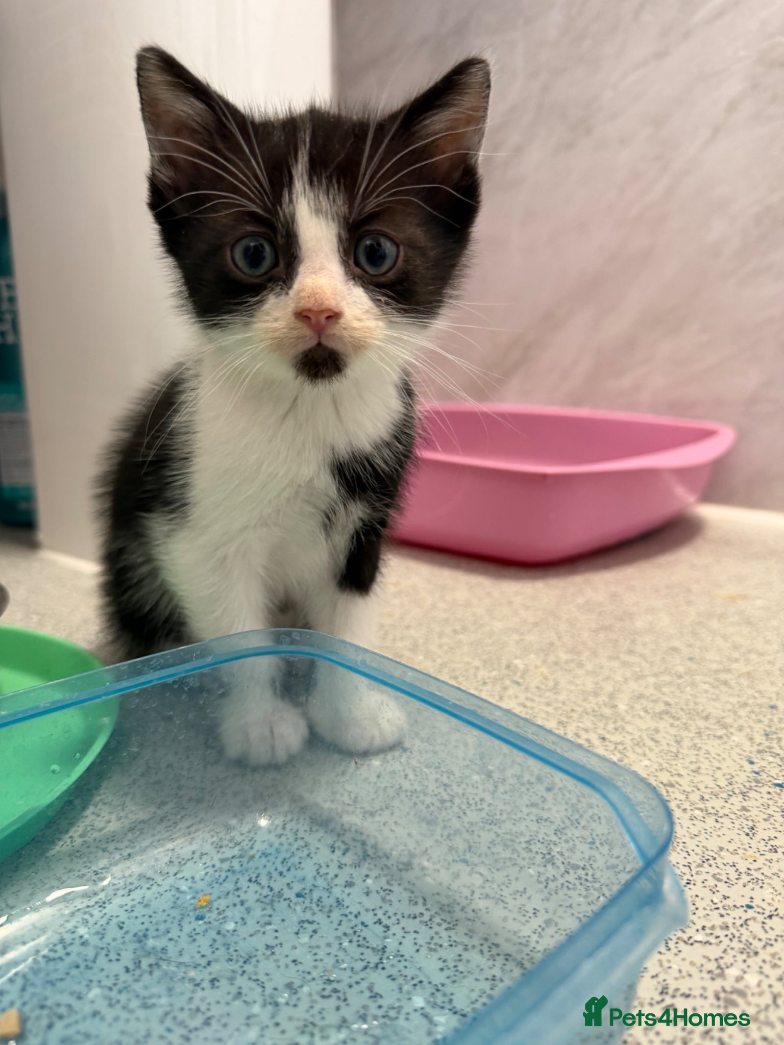 Mixed Breed cats for sale: Male Kittens  - Advert 7