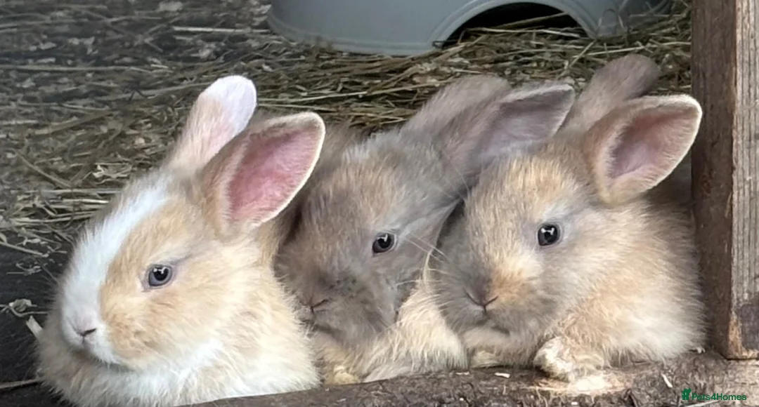 Mixed Breed rabbits for sale: 3x baby rabbits all female  in Spalding - Advert 2
