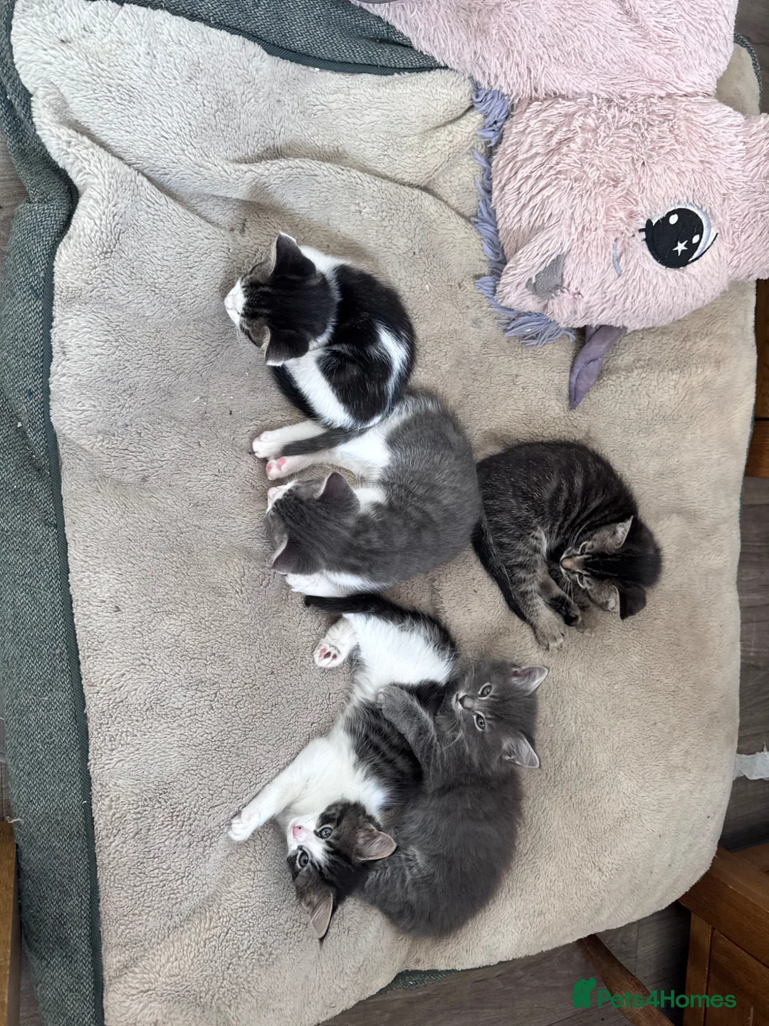 Mixed Breed cats for sale: 5 kittens ready for new homes  - Advert 10