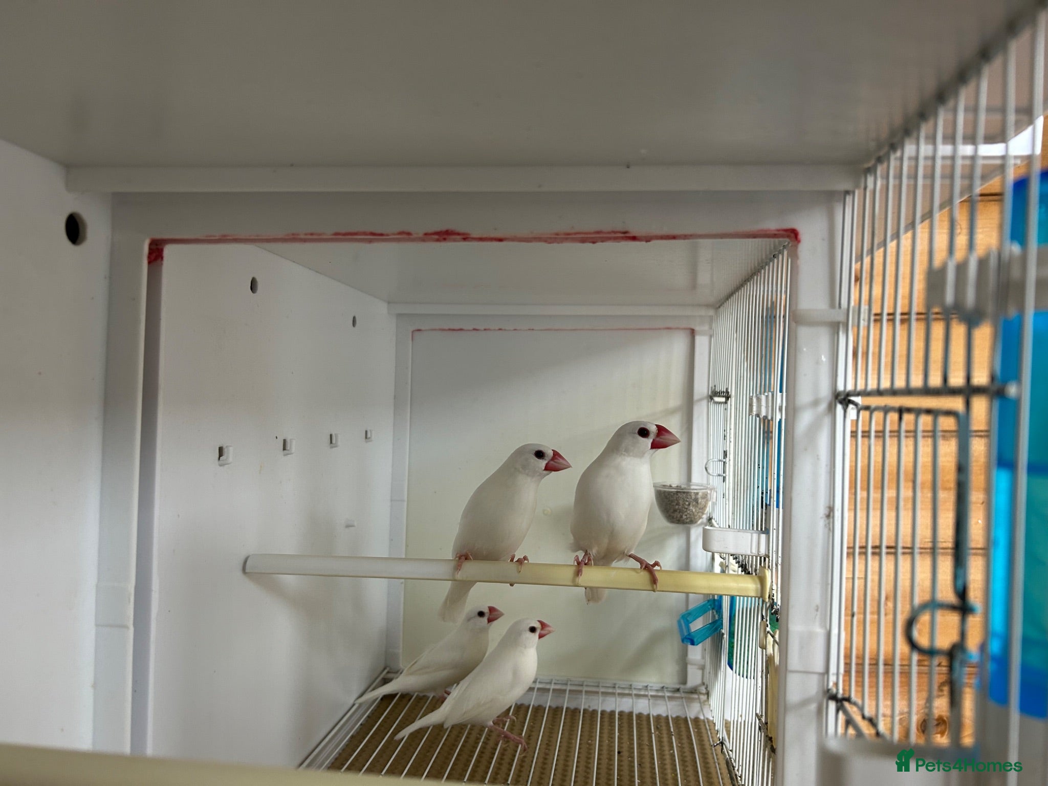 Finches birds White Java finches  - Advert 1
