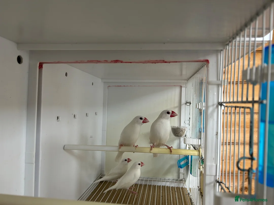 Finches birds for sale: White Java finches  - Advert 1