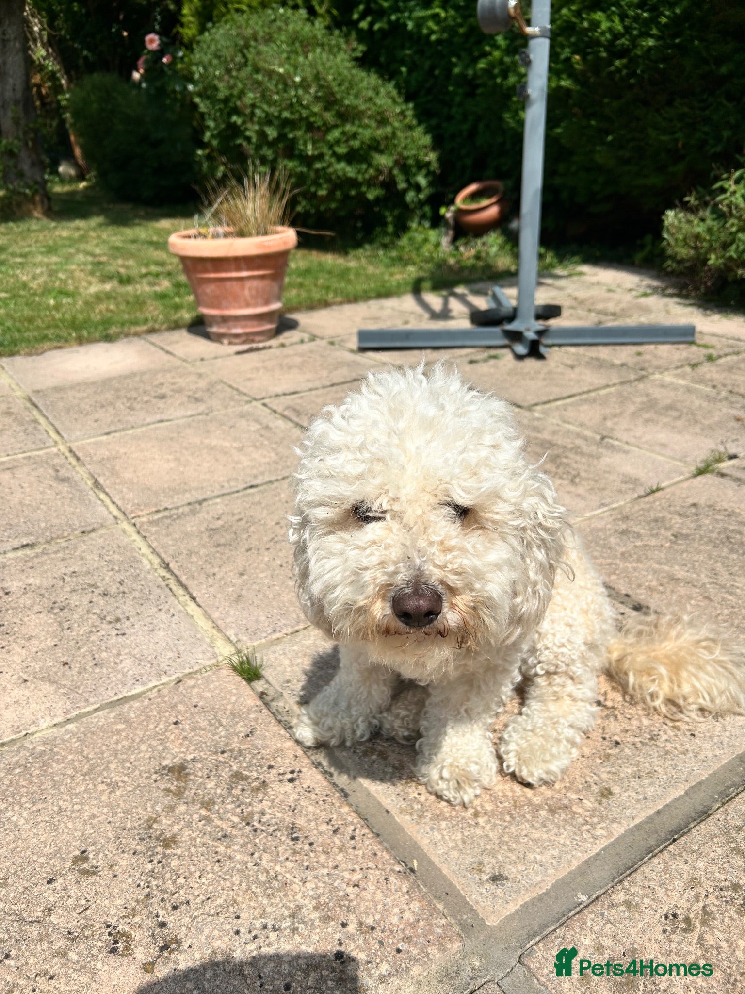 Cavapoochon dogs Cavapoochon puppies - Advert 5