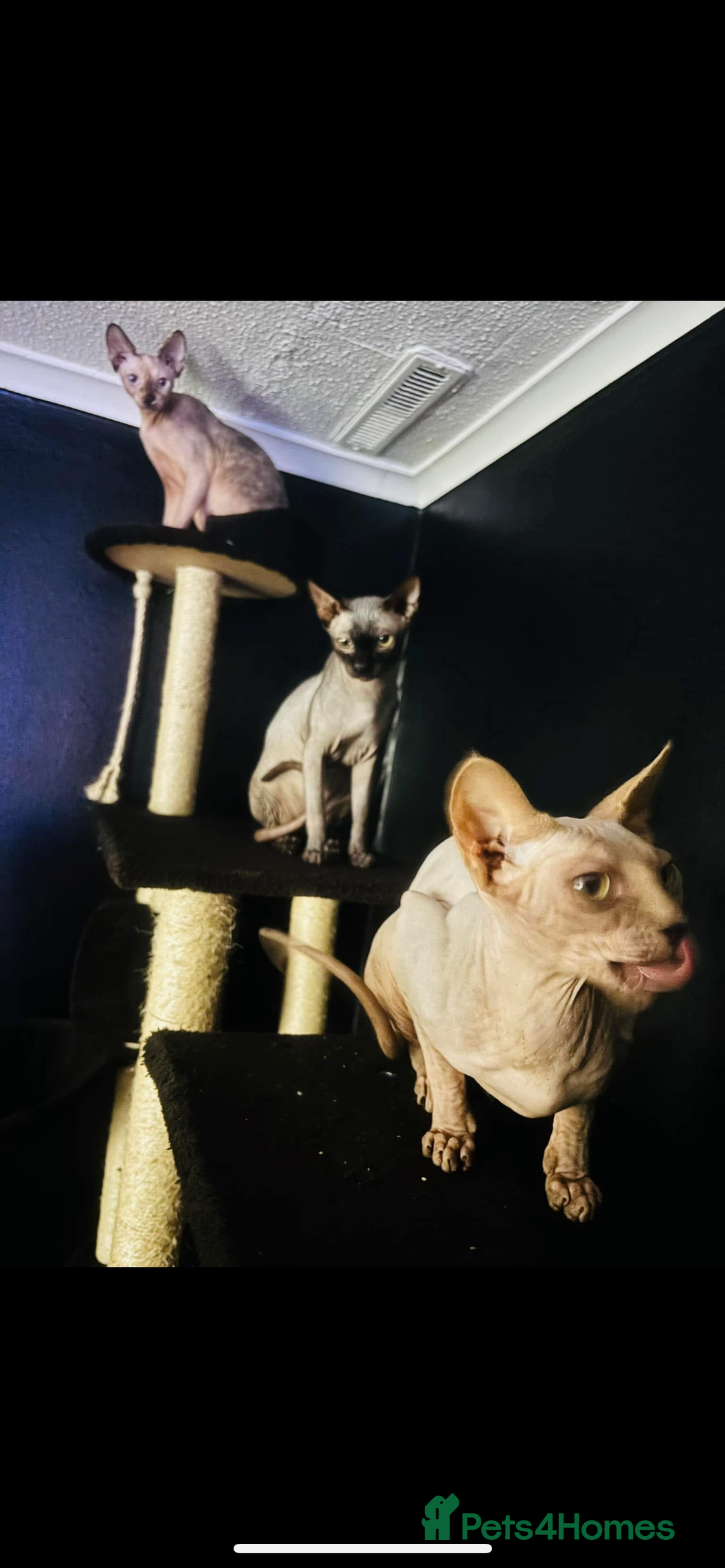 Sphynx cats for sale: Last sphynx Boy  - Image 5
