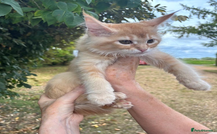 Maine Coon cats - Advert 6