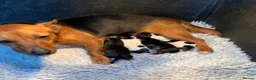 Jack Russell dogs for sale: Gorgeous Jack Russell puppies - Advert 9
