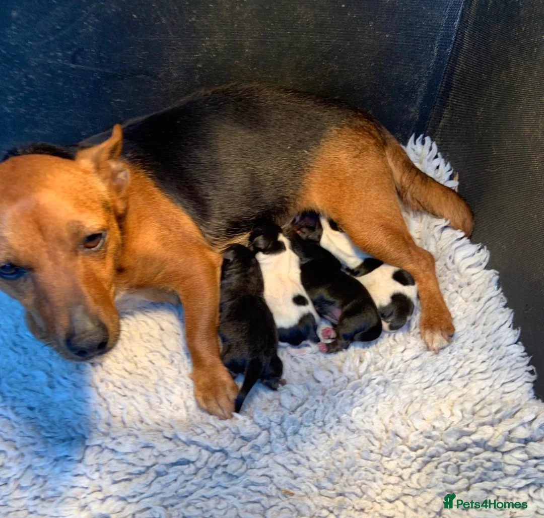 Jack Russell dogs for sale: Gorgeous Jack Russell puppies - Advert 9