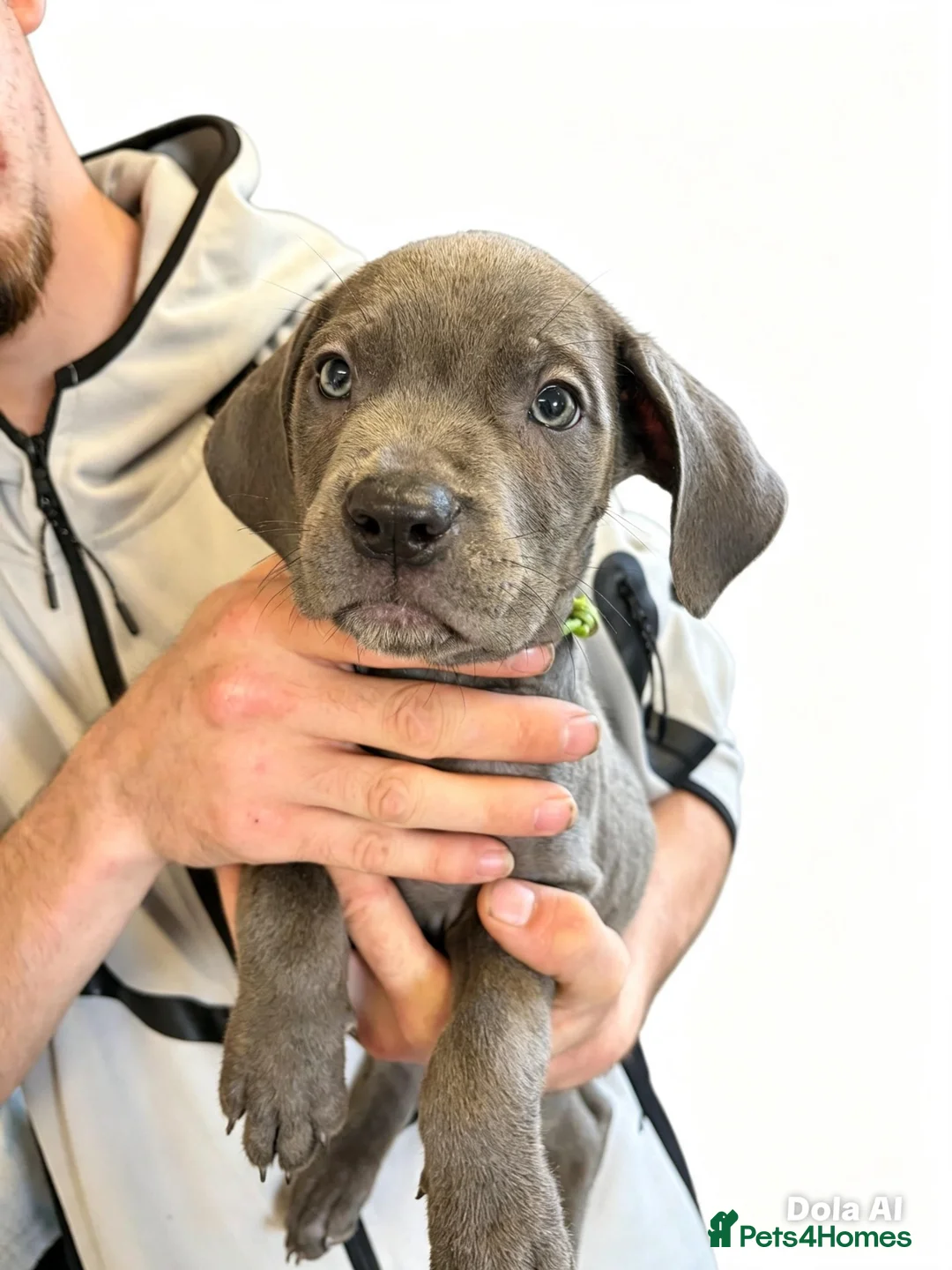 Cane Corso dogs for sale: 5 cane corso puppies ready to go  - Advert 2