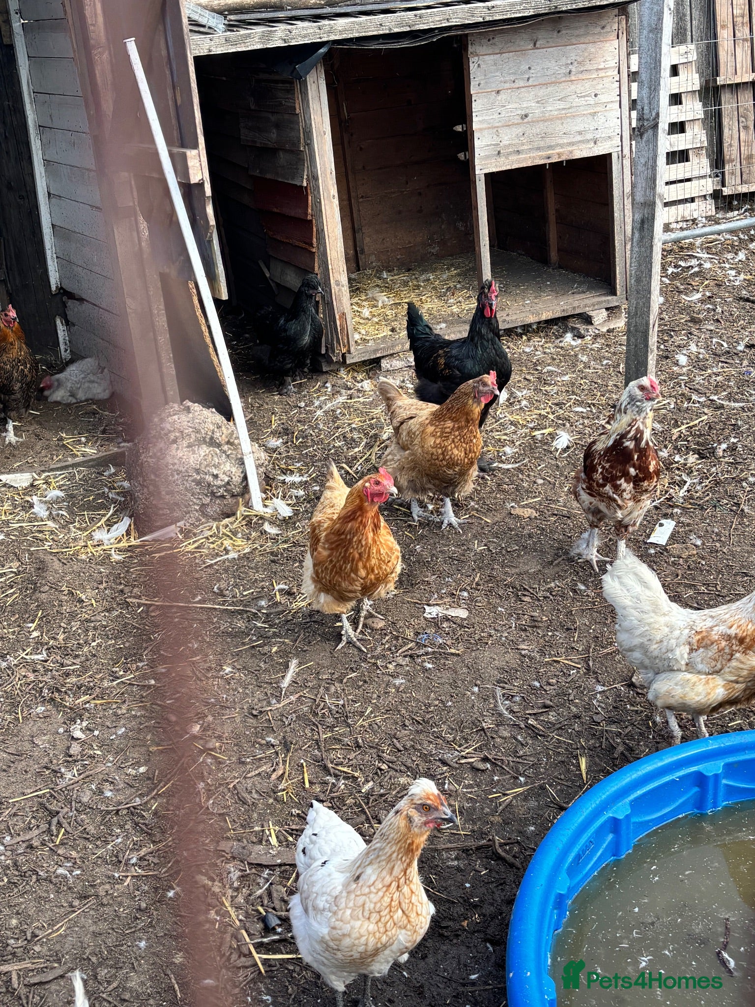 Chickens poultry Mixed breed chickens  - Advert 9