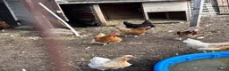 Chickens poultry for sale: Mixed breed chickens  in Mansfield - Advert 1