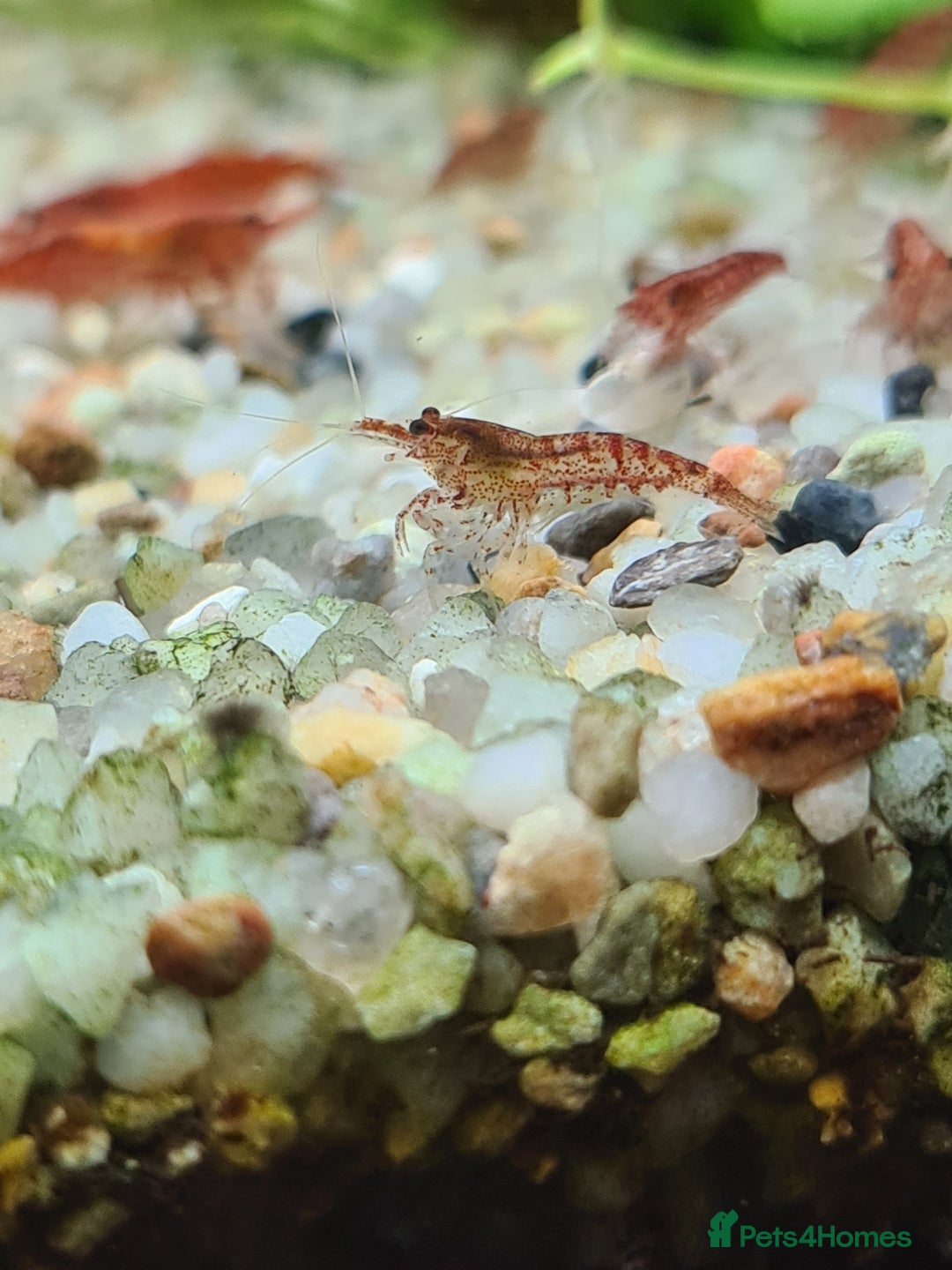 Shrimps fish for sale: 🔥Juv. RED, BLUE & YELLOW SHRIMP🦐 + free plant 🍃 - Advert 10