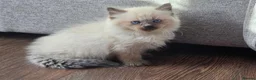 Mixed Breed cats for sale: 🐾  Bengdoll Kittens Bengal mum Ragdoll dad - Advert 6