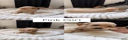 Labrador Retriever dogs for sale: LAST GIRL!! READY NOW, REDUCED LABRADOR RETEIEVER - Advert 26