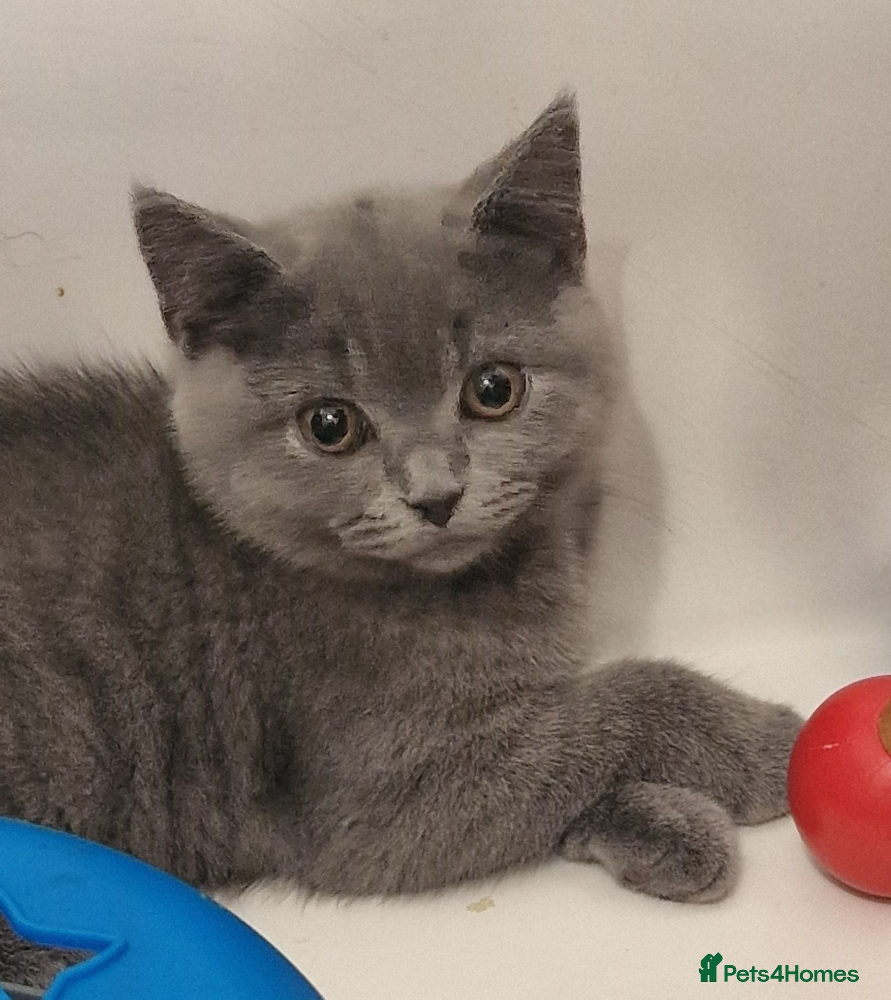 British Shorthair cats Gorgeous GCCF Reg  British Shorthair kittens  - Advert 1