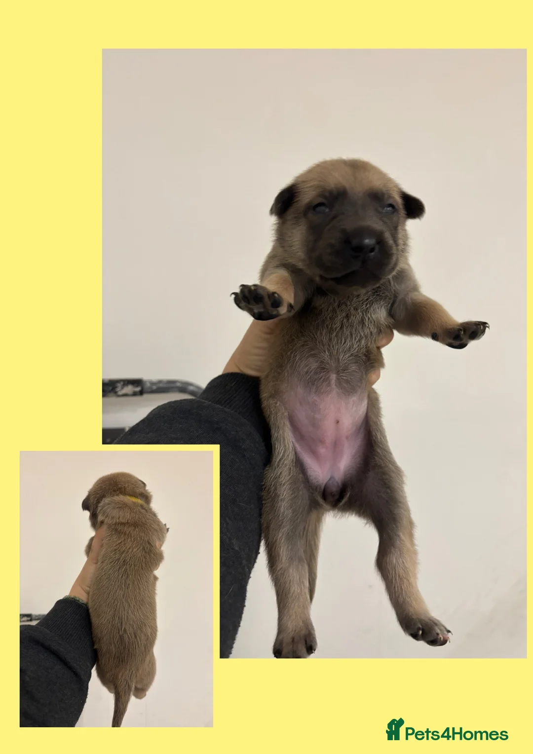Belgian Shepherd Dog dogs for sale: Belgian Malinois pups  in Wigan - Advert 2
