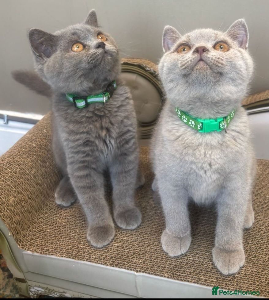 British Shorthair cats GORGEOUS British Short Hair Kittens - Advert 2