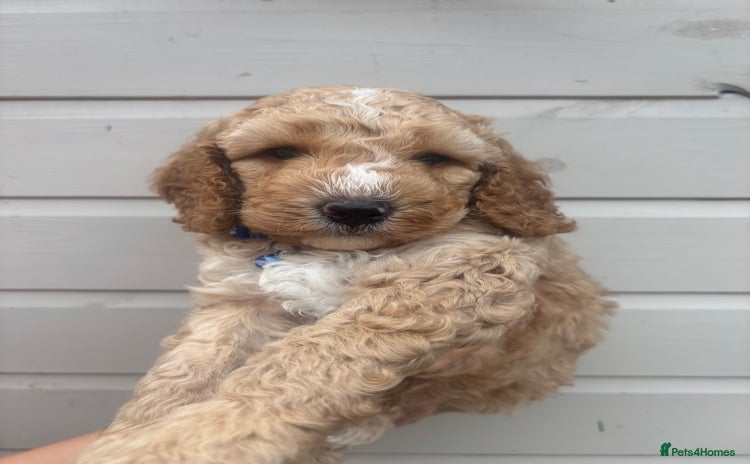 Cockapoo dogs - Advert 11