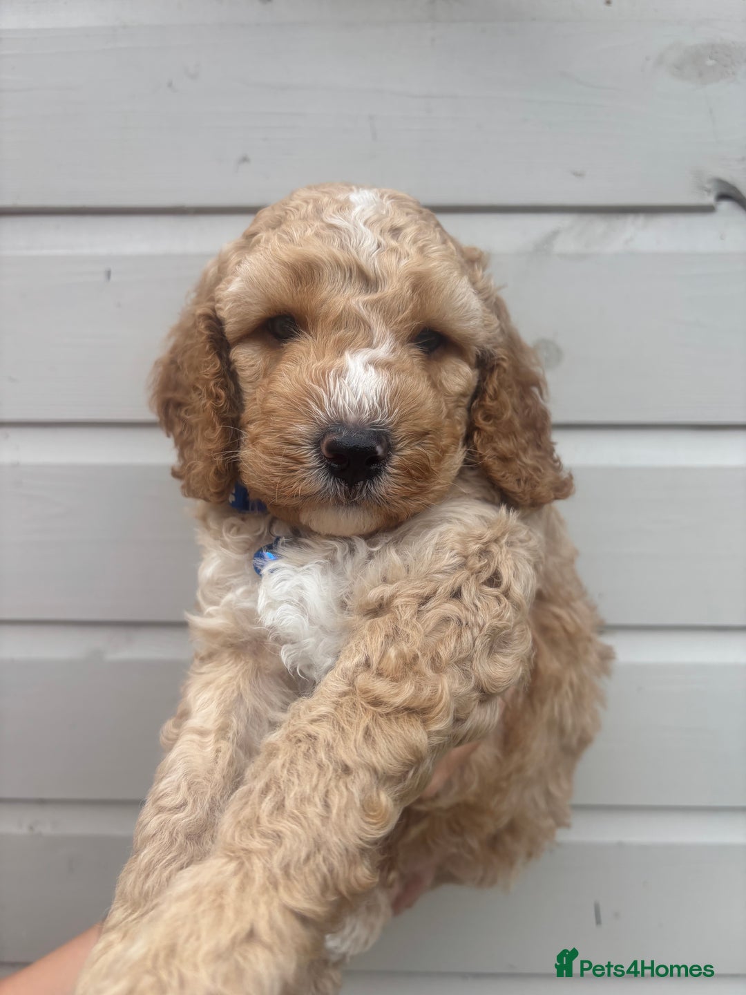 Cockapoo dogs for sale: 🐾 Gorgeous cockapoo puppies🐾 - Image 1