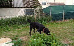 Mixed Breed dogs for adoption: An Adorable Labrador cross Boy - for a Loving Home - Image 2