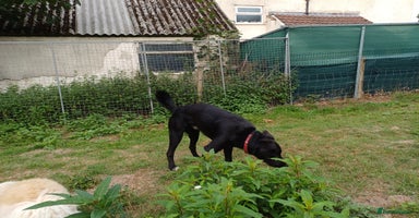 Mixed Breed dogs - Advert 3