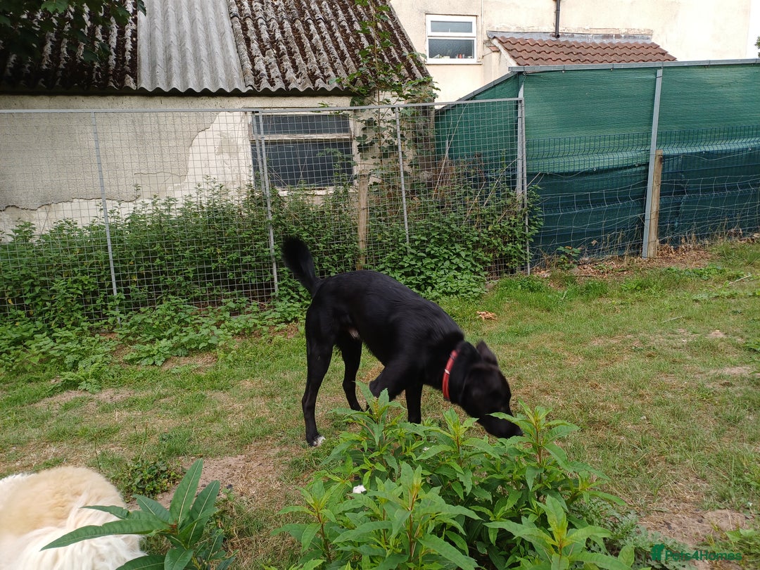 Mixed Breed dogs for adoption: An Adorable Labrador cross Boy - for a Loving Home - Image 2