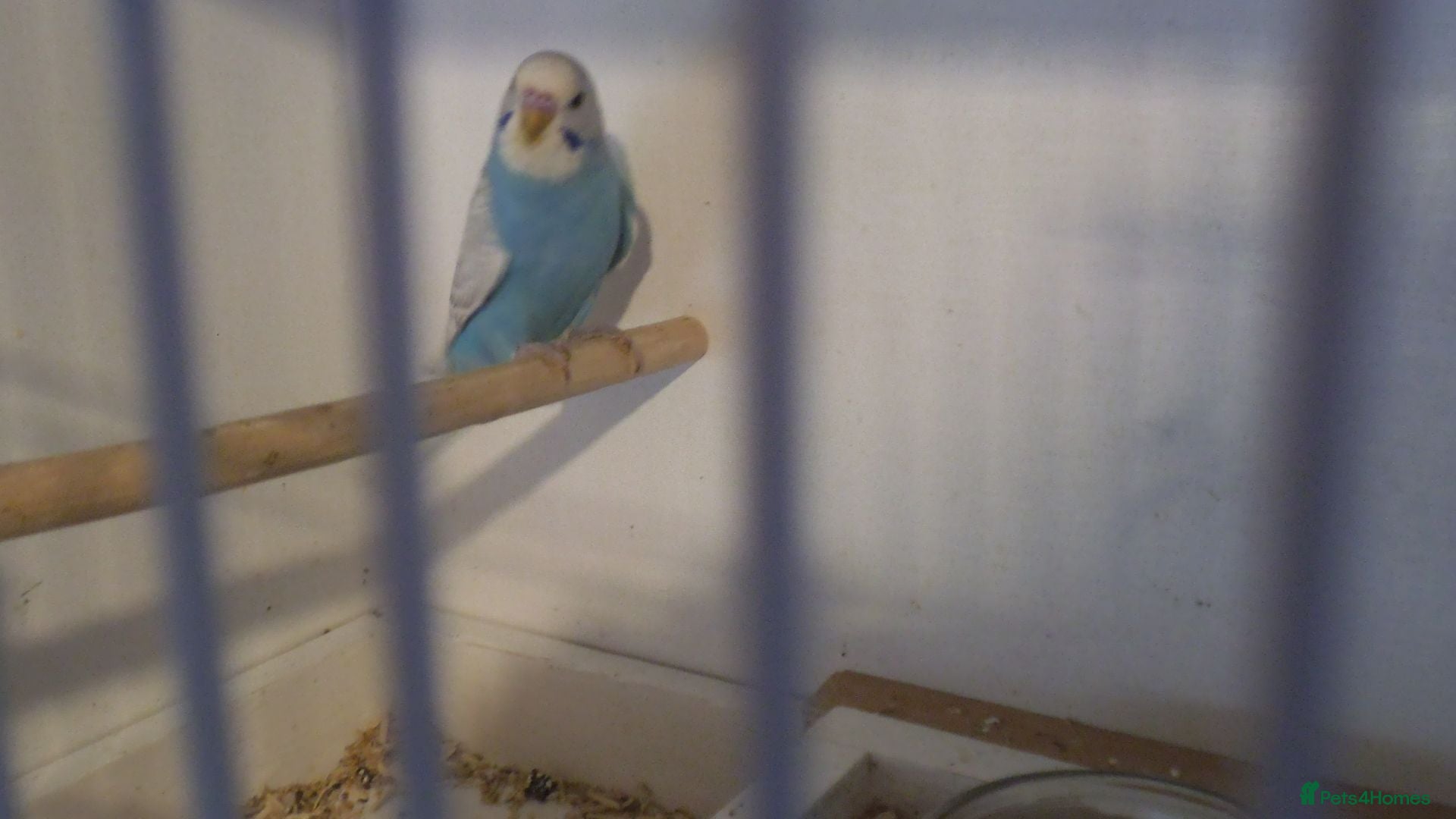 Budgerigars birds Beautiful Baby Boy Budgie 7 Weeks Old - Advert 1