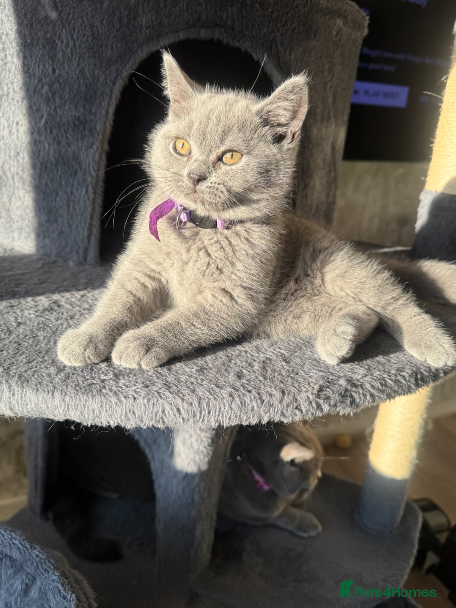 British Shorthair Kitten 4 purple 