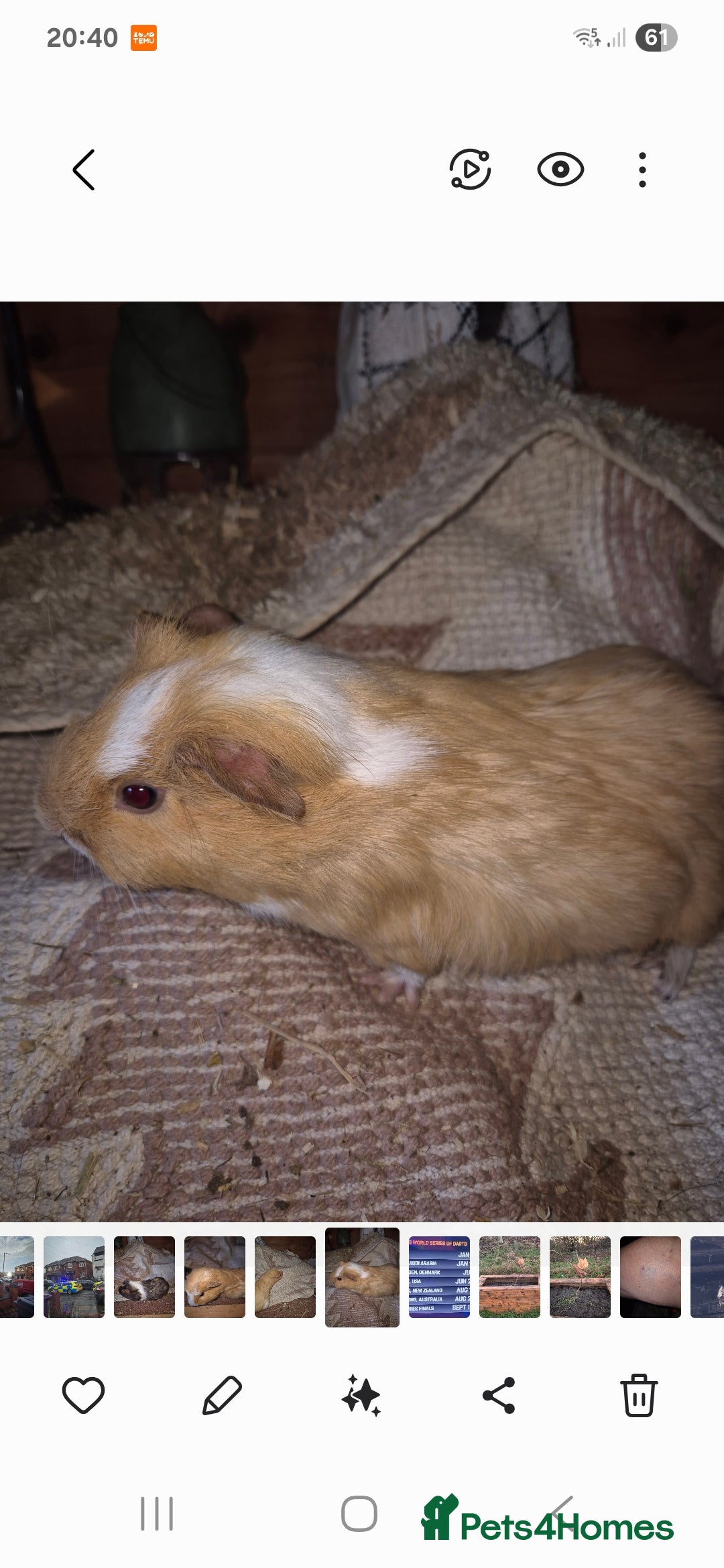 Guinea Pig rodents Guinea pig - Advert 3