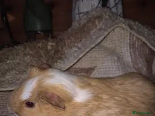 Guinea Pig rodents Guinea pig - Advert 3