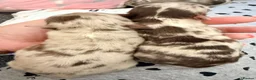 Chihuahua dogs for sale: Long coat chihuahua  - Advert 19
