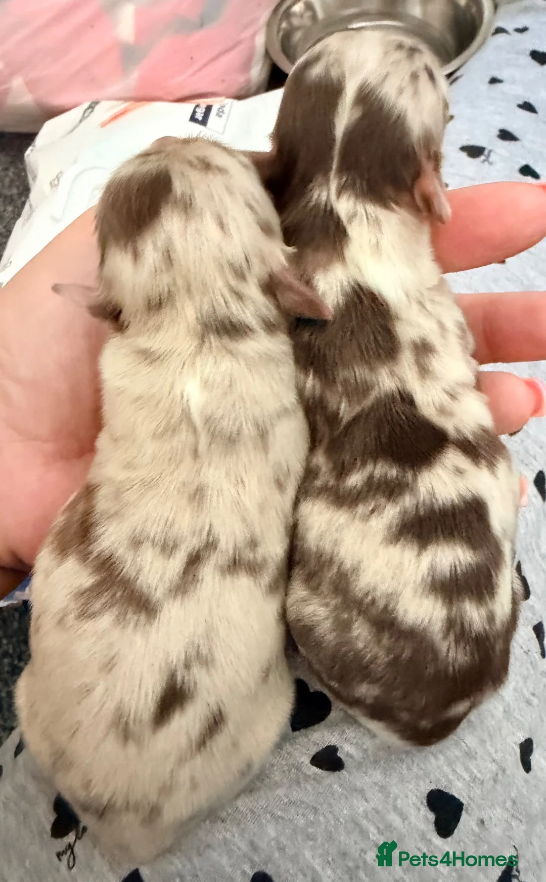 Chihuahua dogs for sale: Long coat chihuahua  - Advert 19