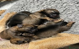 Border Terrier dogs for sale: 5 star BORDER TERRIERS PUP KC REG/SLEM CLEAR - Advert 2