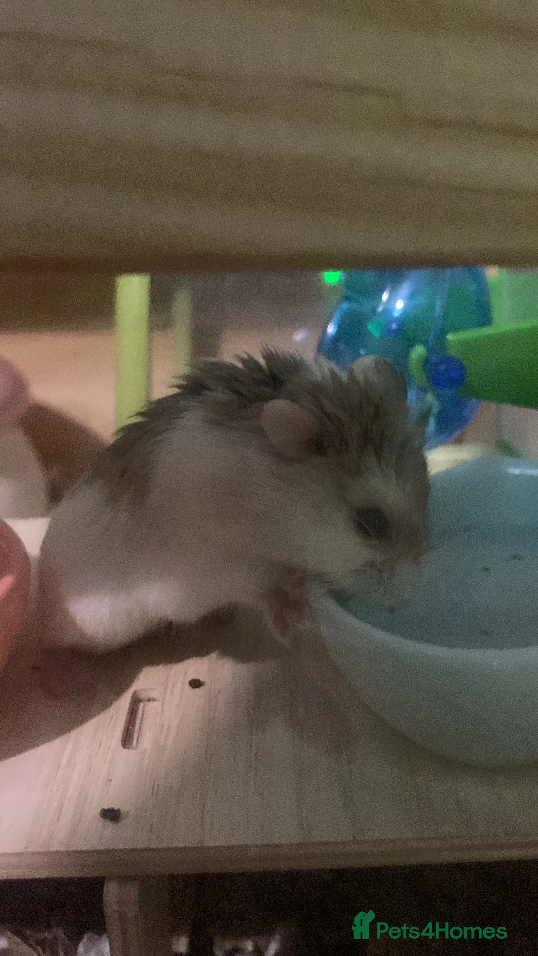 Hamster rodents for sale: Dwarf robo hamster!  in London - Advert 4