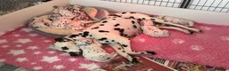 Dalmatian dogs for sale: Exceptional Dalmatian Puppies.  - Advert 30