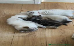 Mixed Breed cats for sale: Sukkar Sukkar Ragdoll x British short hair mix - Image 7