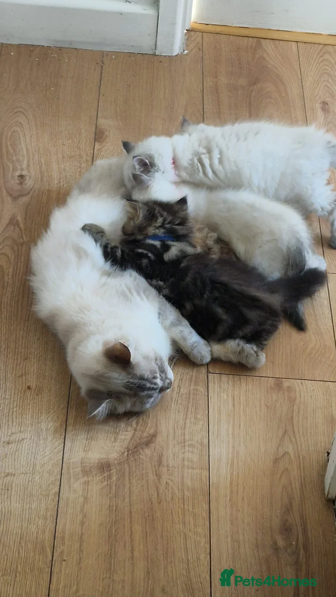 Mixed Breed cats for sale: Sukkar Sukkar Ragdoll x British short hair mix - Image 7