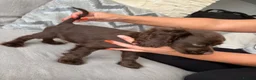 Cocker Spaniel dogs for sale: Beautiful cocker spaniel puppies look new home  - Advert 5