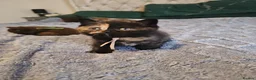 British Shorthair cats for sale: British Shorthair kittens - Advert 16