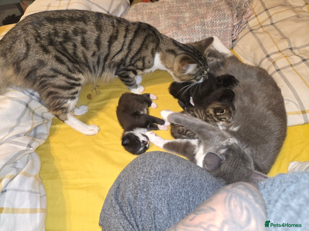 Mixed Breed cats for sale: 4 Russian Blue X Norwegian Forest Cross Kittens - Image 1