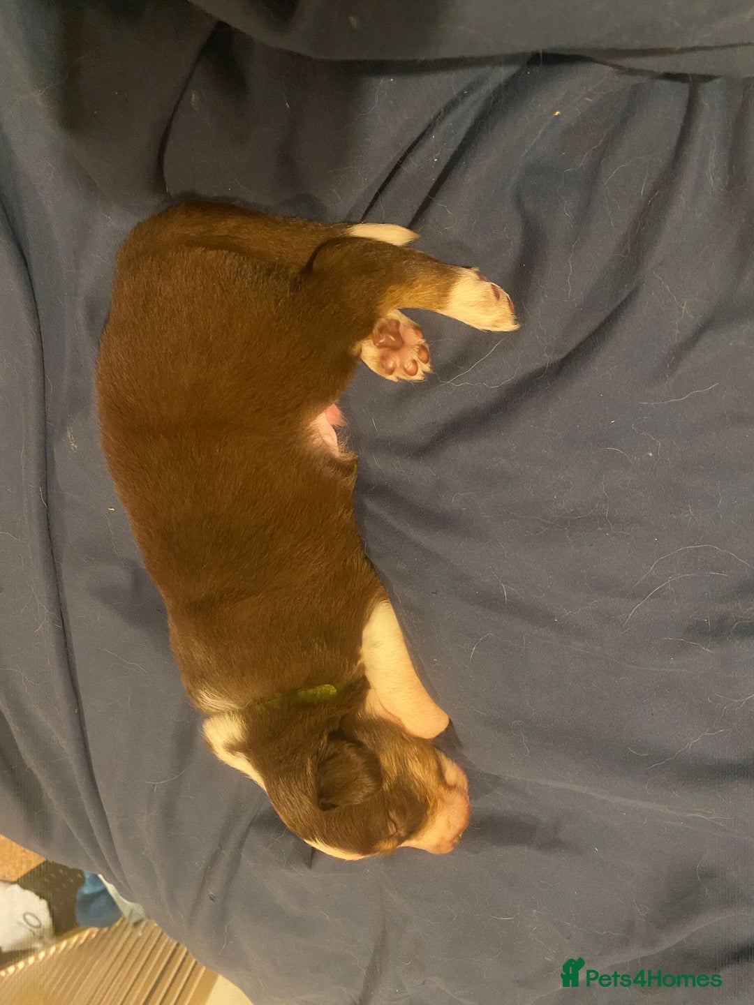 Border Collie dogs for sale: BorderCollie Pups: unique chocolate tri rough coat - Advert 13