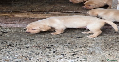 Labrador Retriever dogs - Advert 12